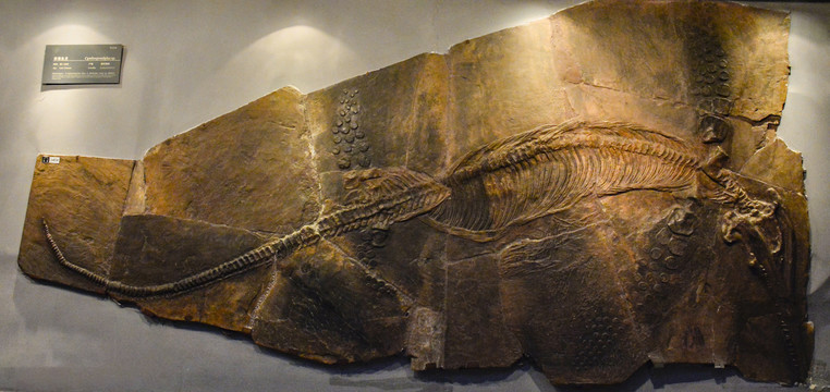 杯椎鱼龙化石