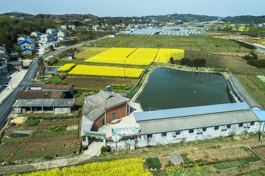 油菜花航拍