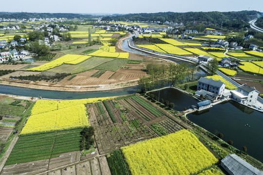 油菜花