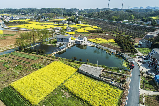 油菜花