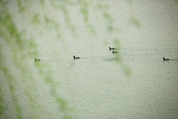 湖面水鸭