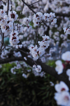 杏花园