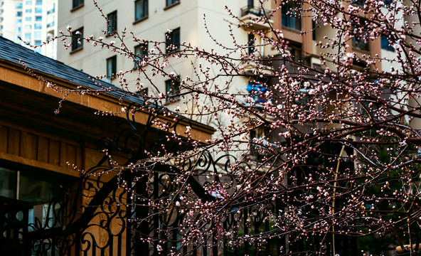 小区桃花美景