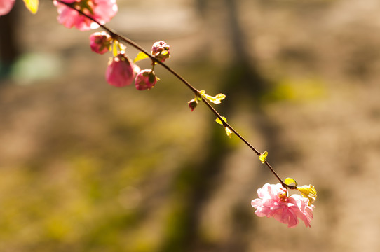 榆叶梅