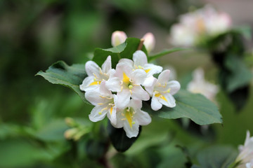 海仙花