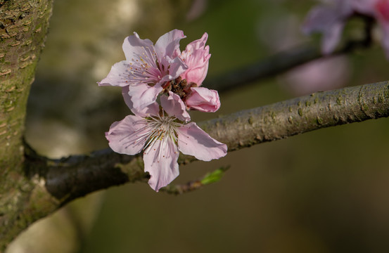 桃子花