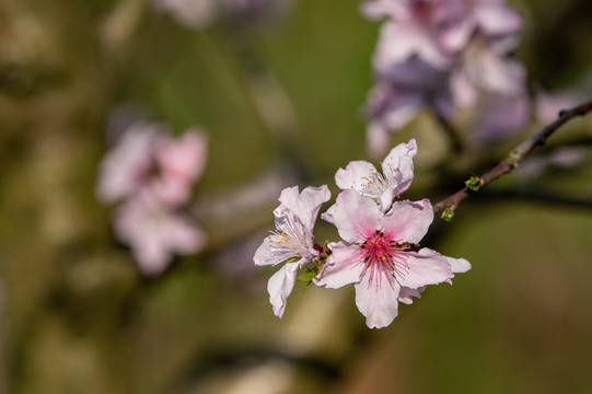 桃子花