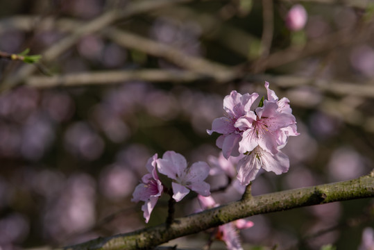 桃子花