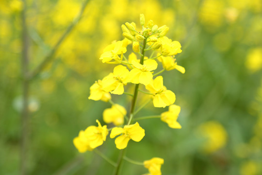 油菜花