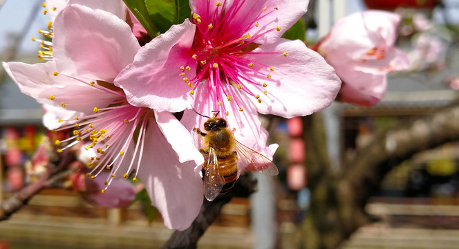 桃花