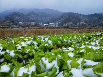 阳春白雪