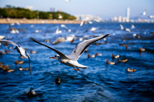 海鸥海景