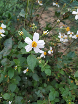 五片花瓣的野花