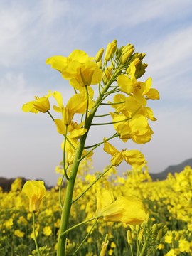 金黄的花