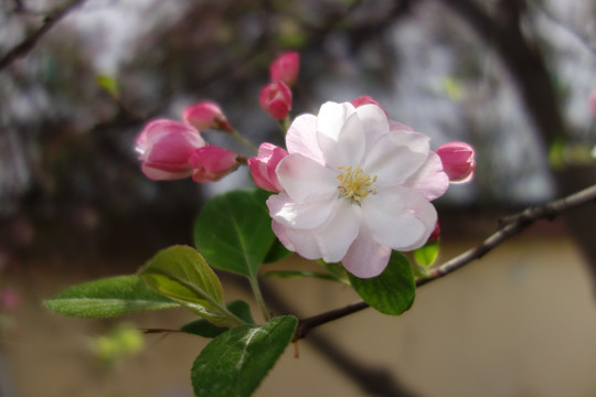 海棠花