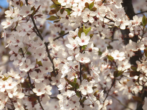 李子花