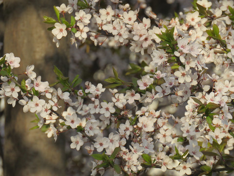 李子花