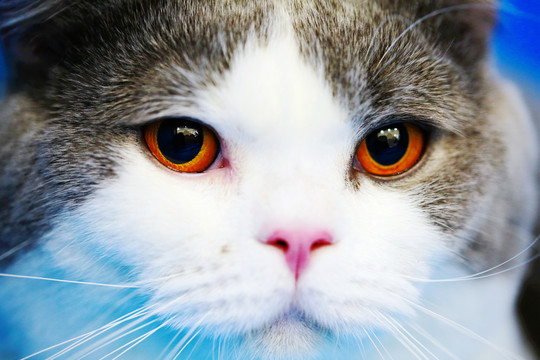 猫脸大眼睛特写