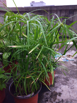水棕竹盆栽