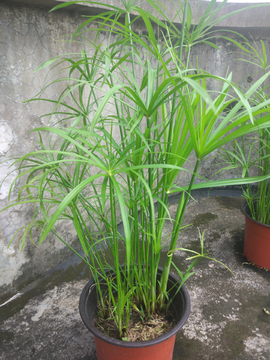 伞草园林水棕竹