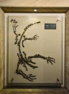 中国安琪龙化石