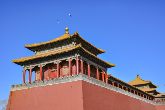 北京故宫和平鸽