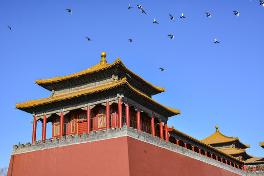 北京故宫和平鸽