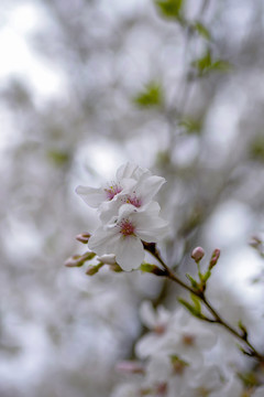 白色樱花