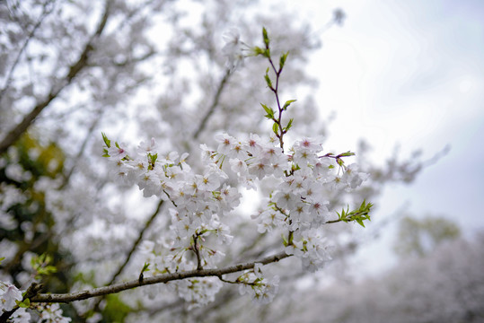 白色樱花