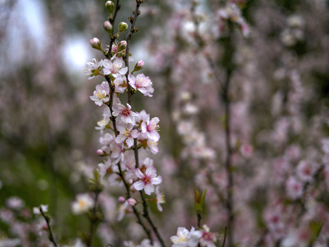 白色樱花