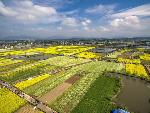 兰溪岩头村油菜花农田航拍