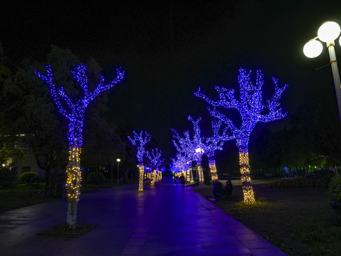 兰溪中洲公园树木彩灯夜景