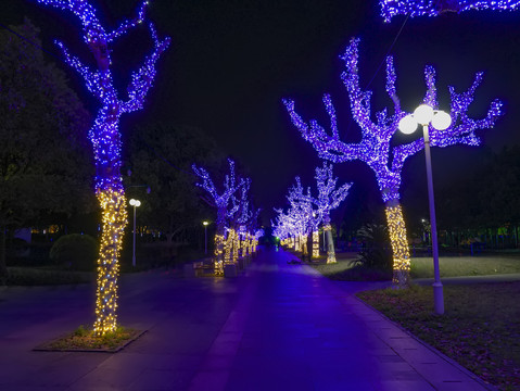 兰溪中洲公园树木彩灯夜景