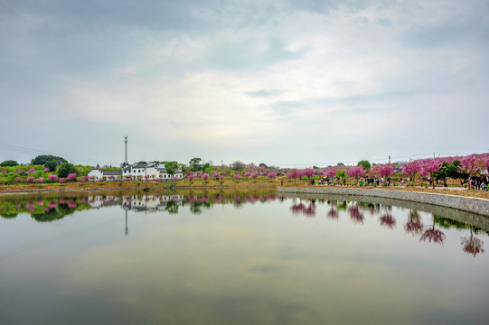 兰溪诸葛草堂樱花园