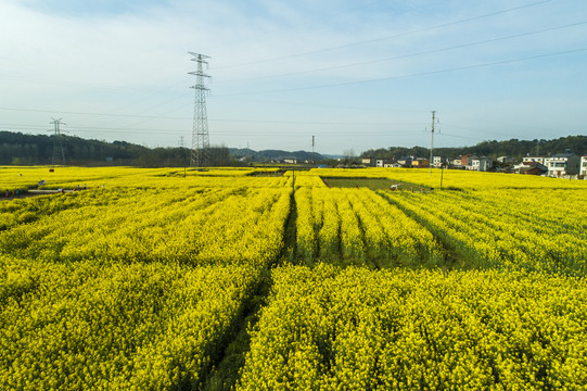 油菜花