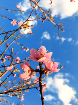 桃花