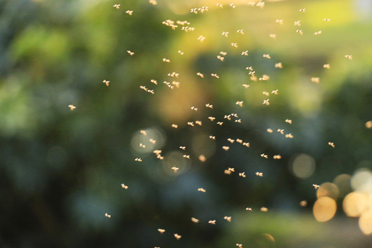 空中飞舞的蚊子