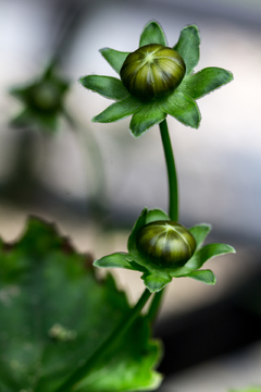 金鸡菊