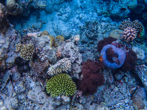 海葵珊瑚
