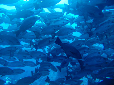 深海鱼群海底世界