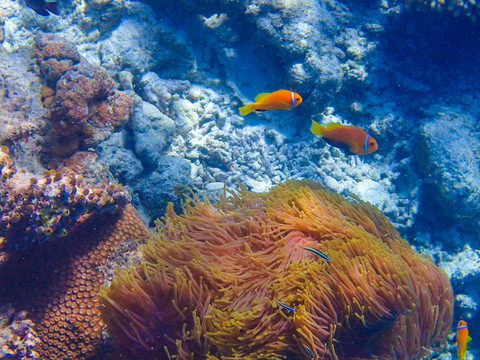 海葵与热带鱼