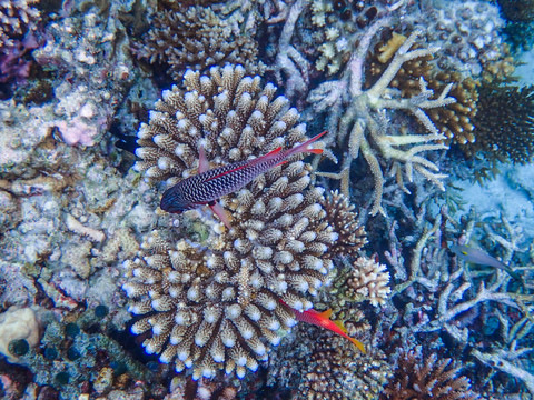 珊瑚与热带鱼