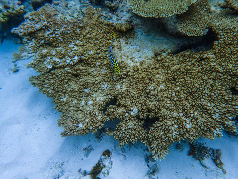 珊瑚上的斑马鱼