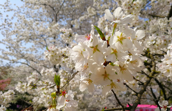 樱花