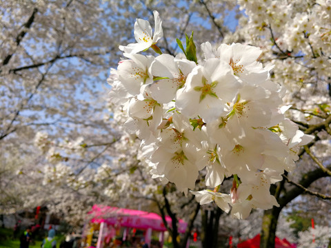 樱花