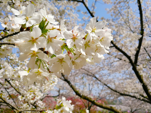 樱花