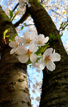 樱花