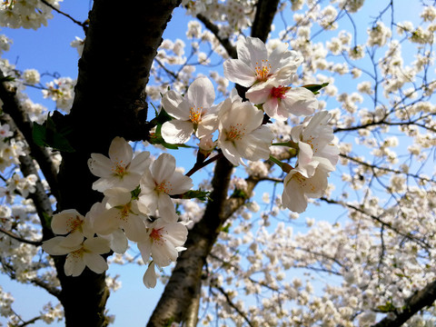 樱花