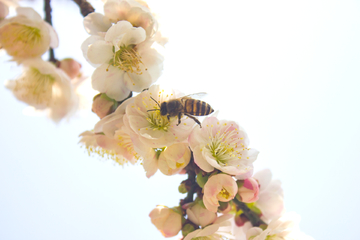 采花蜂的小蜜蜂