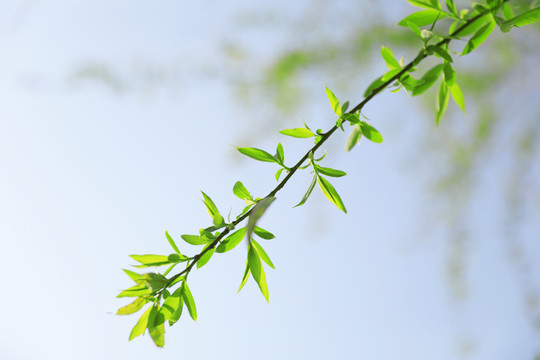 一枝绿芽